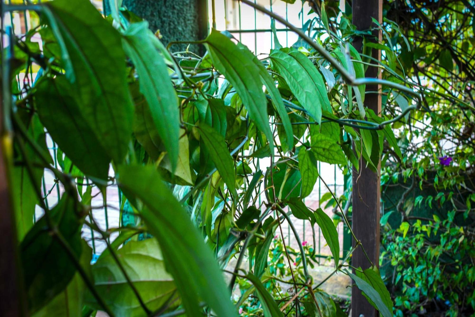 Pousada Natureza フロリアノポリス エクステリア 写真